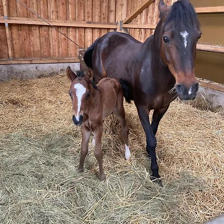 Beim Pferdehof Lägenhet *